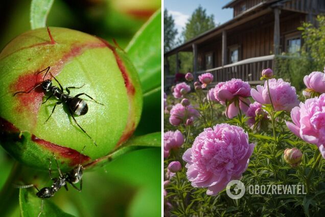 Как избавиться от муравьев на пионах - простые лайфхаки | OBOZ.UA