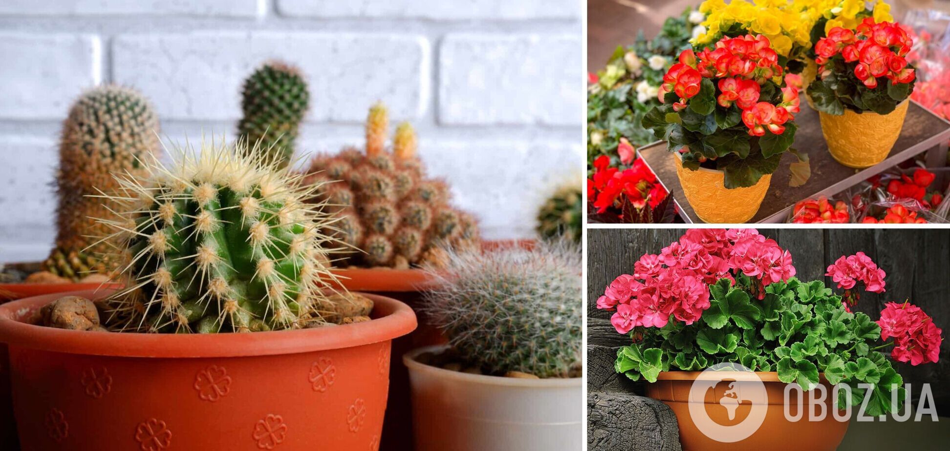 Какие комнатные цветы защищают от сглаза: станут 'громоотводом'