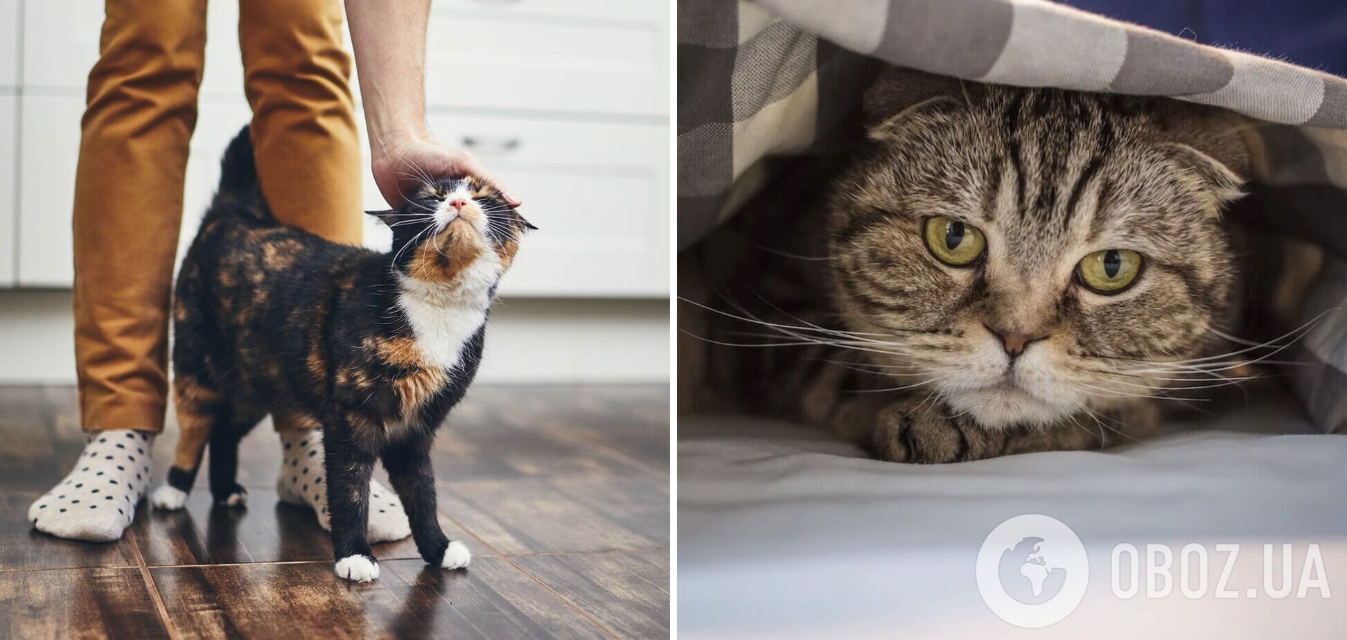 Как коты показывают, что у них стресс: чем помочь любимцам
