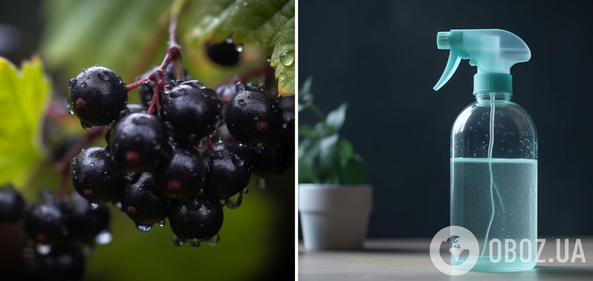 Як врятувати смородину від кліщів і попелиць: два простих способи