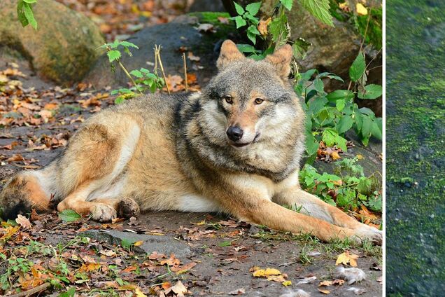 В стае все волки подчиняются альфа-паре