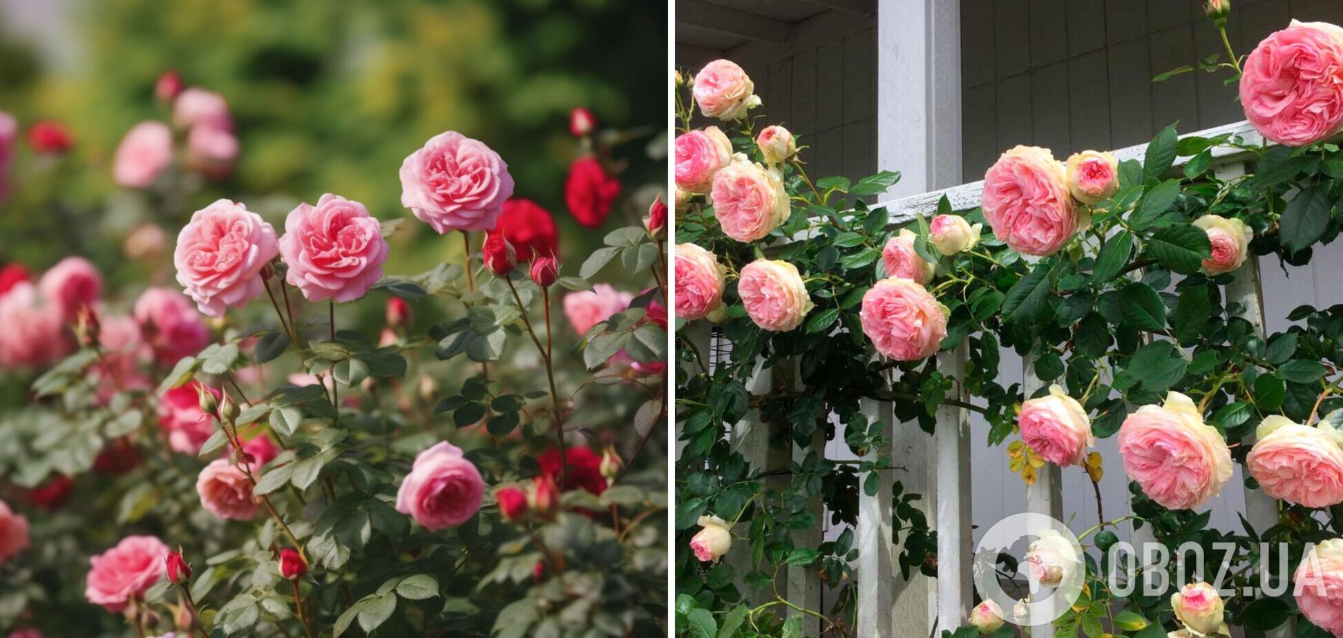Чим підживити троянди у травні: кількість квітів вас вразить