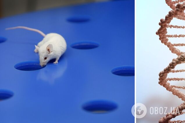 У генетично модифікованих мишей виявили джерело молодості: воно не має жодних побічних ефектів