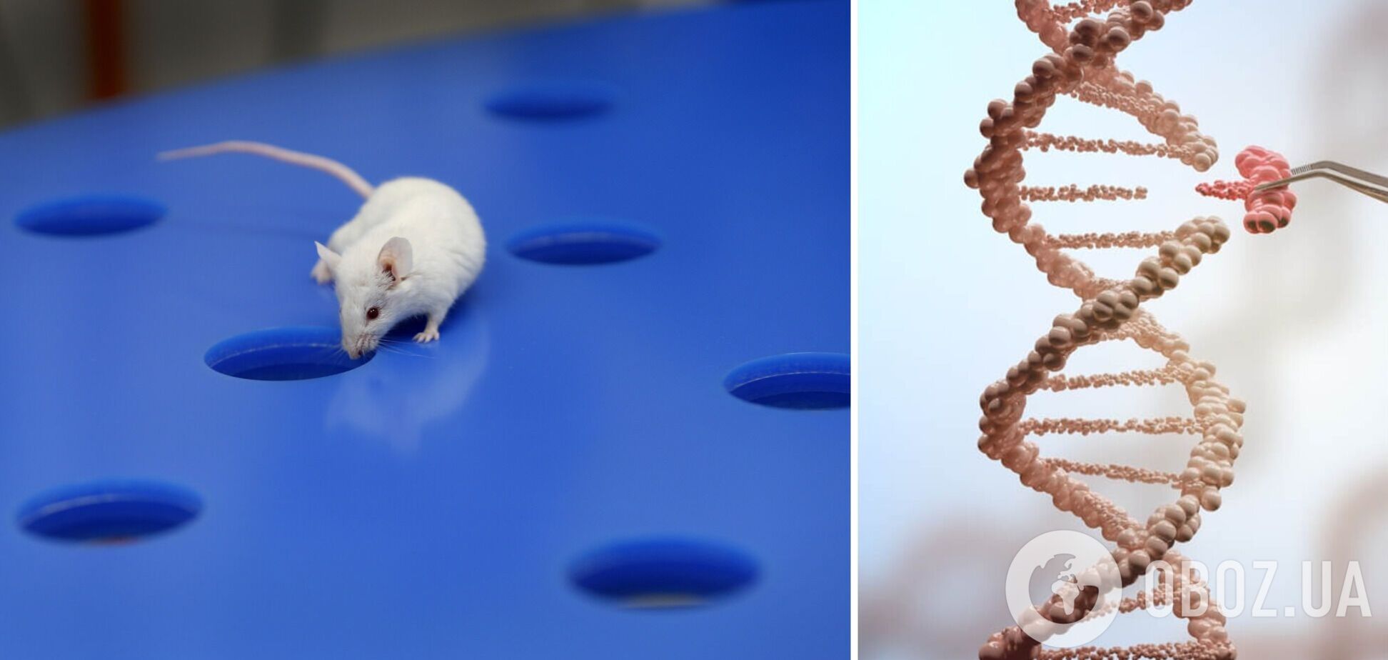 У генетически модифицированных мышей обнаружили источник молодости: он не имеет никаких побочных эффектов