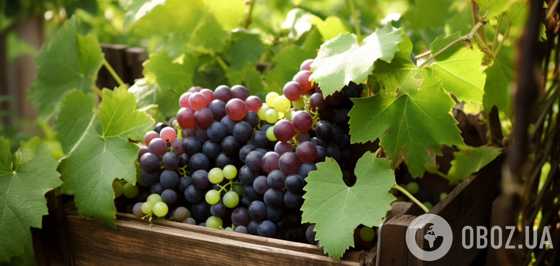 Чим підживити виноград: ягоди будуть більшими і солодшими 