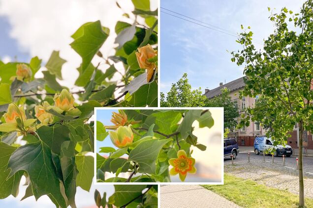 В Мукачево зацвели экзотические тюльпановые деревья: впервые их завезли в Украину в 1813 году. Фото