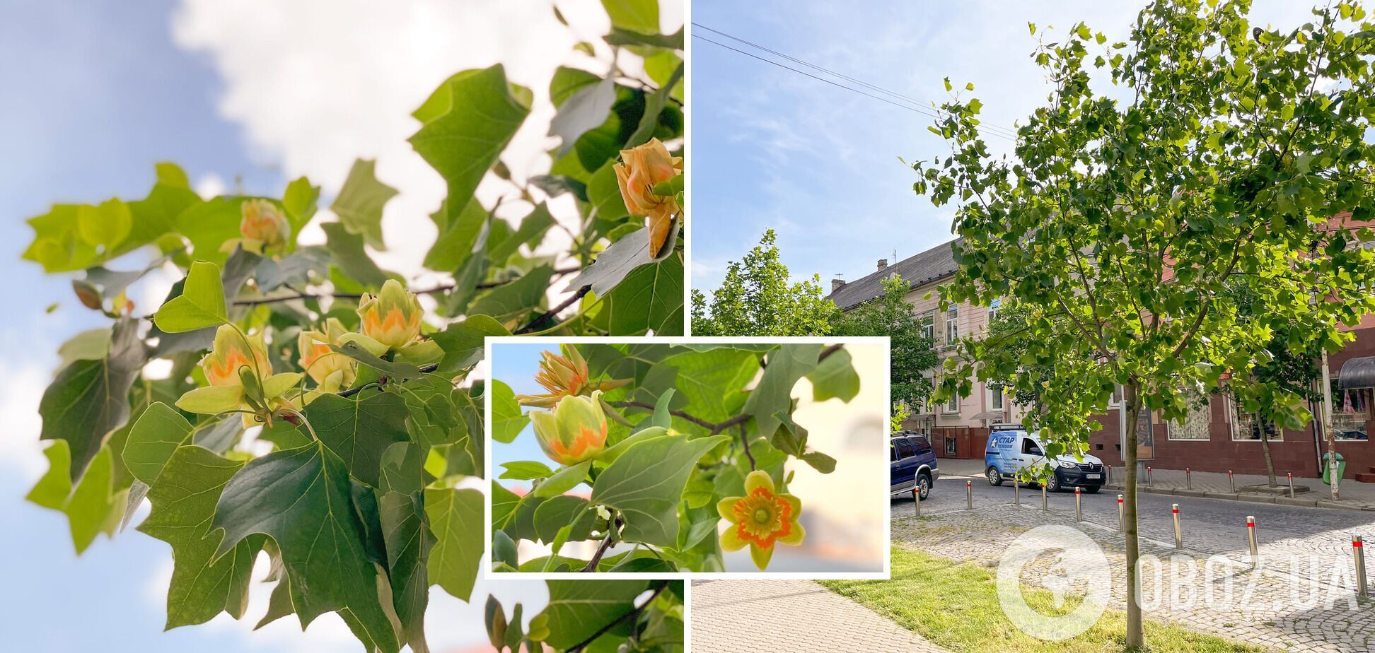 В Мукачево зацвели экзотические тюльпановые деревья: впервые их завезли в Украину в 1813 году. Фото