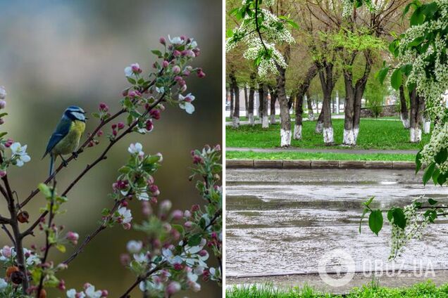 Часть Украины накроют дожди и грозы: синоптики дали детальный прогноз на выходные. Карта