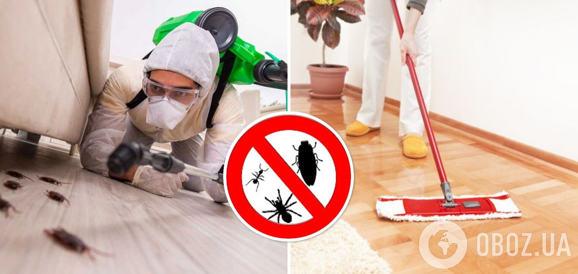 Як позбутися тарганів на кухні: хитрий, але надійний трюк