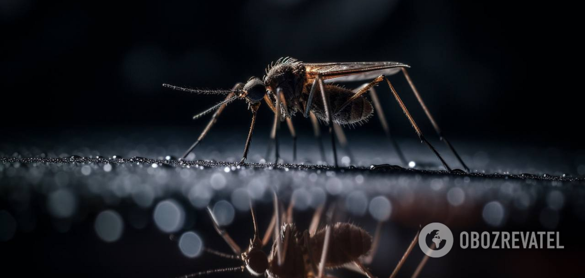Чого бояться комарі: лайфхаки, як відлякати комах