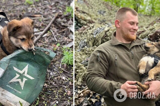 Улюблена іграшка – граната: у мережі показали побратима пса Патрона Фугаса. Фото