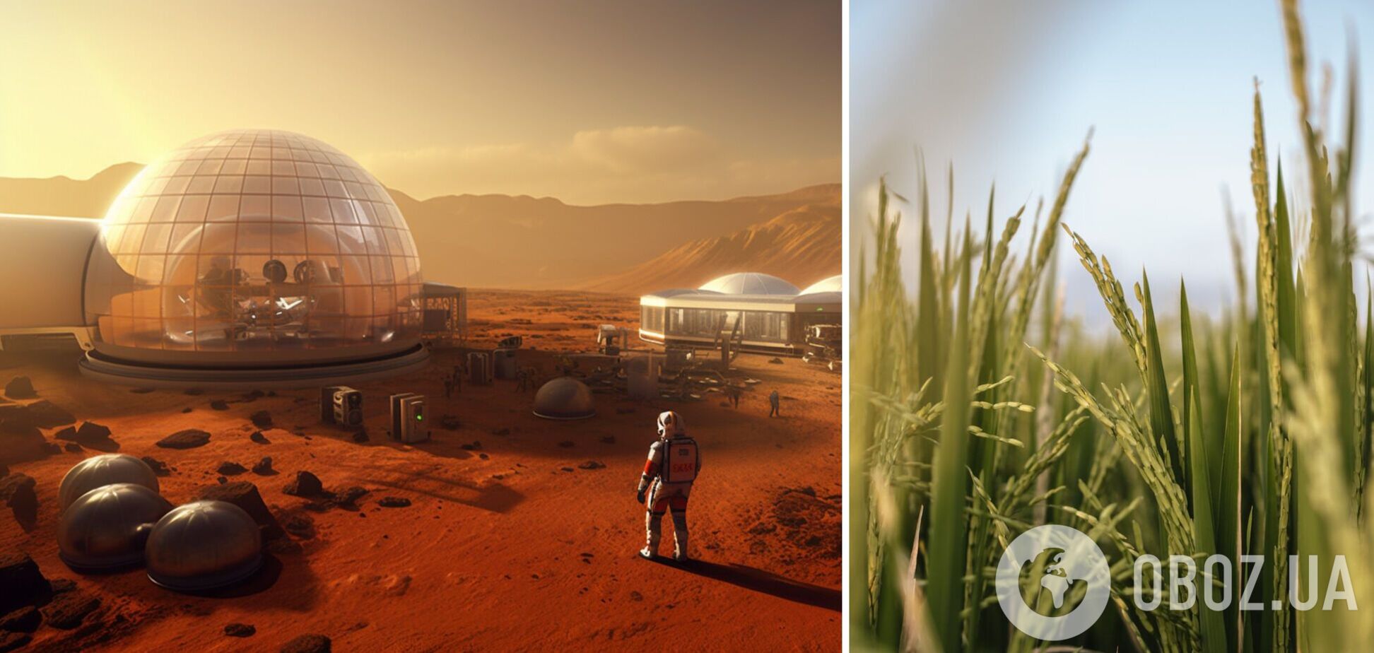 Не лише картопля: виявлено рослину, яку люди зможуть вирощувати на Марсі