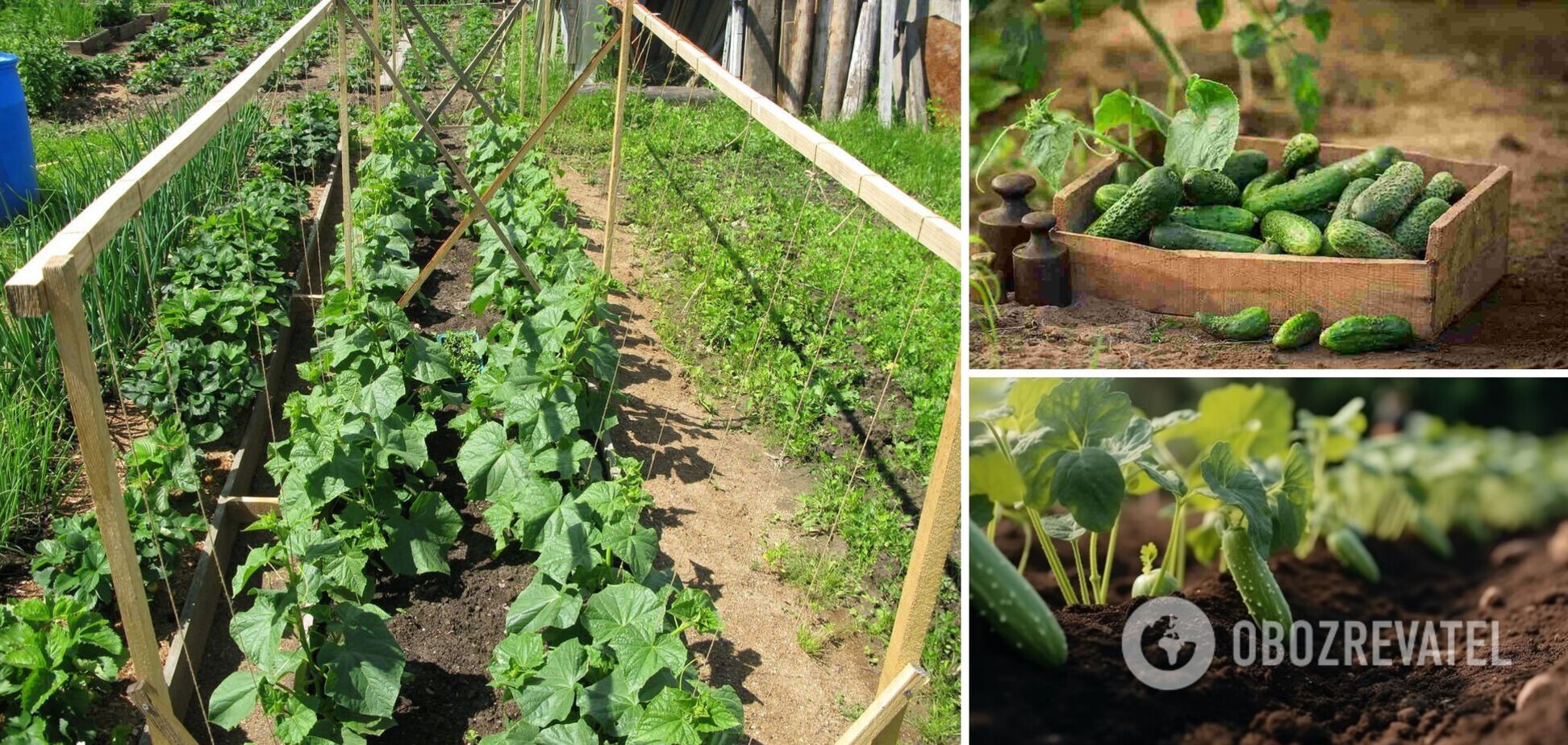 Когда высаживать огурцы: посевной календарь на июнь