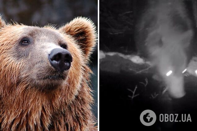 Редкий случай: в Карпатах бурый медведь попал в фотоловушку. Видео