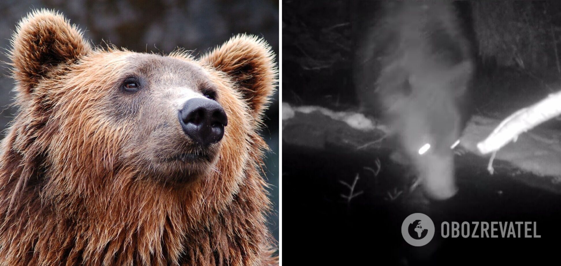 Редкий случай: в Карпатах бурый медведь попал в фотоловушку. Видео