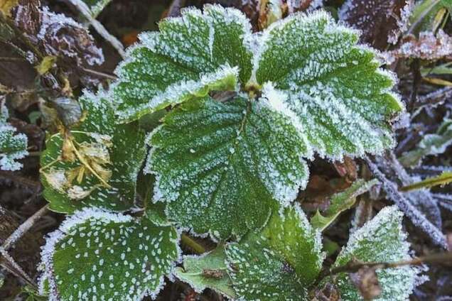 Синоптики прогнозируют заморозки на почве