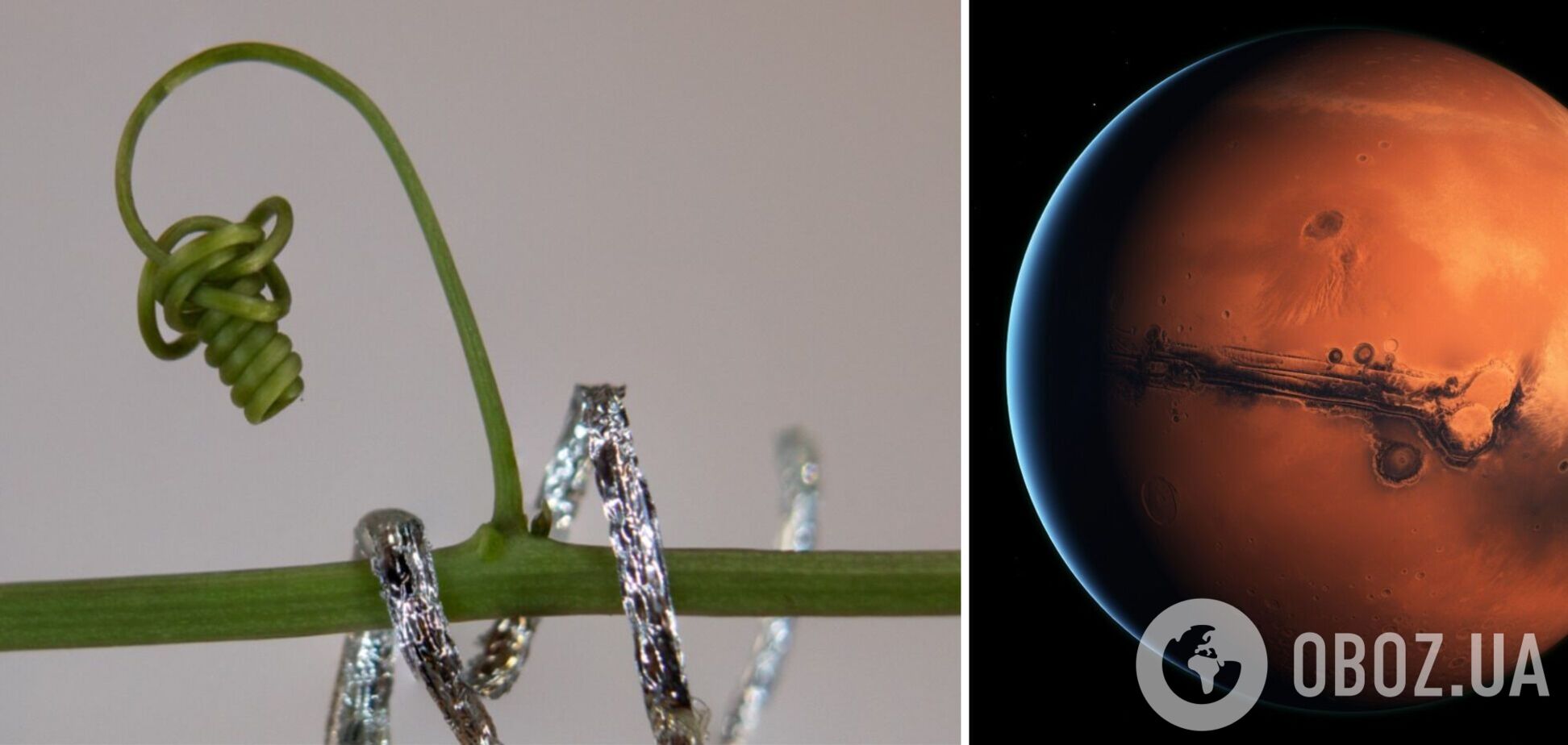 Роборослини зможуть будувати інфраструктуру для людей на Марсі: перші успіхи уже є