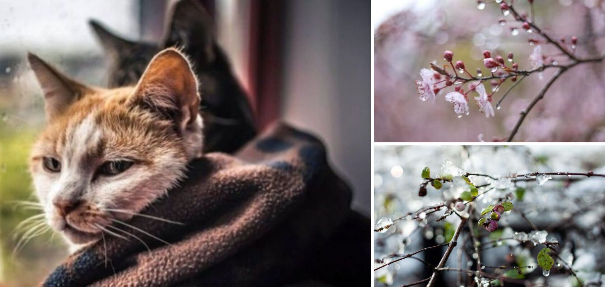 Похолодання, дощі, місцями заморозки: синоптики дали прогноз погоди на неділю, 7 травня