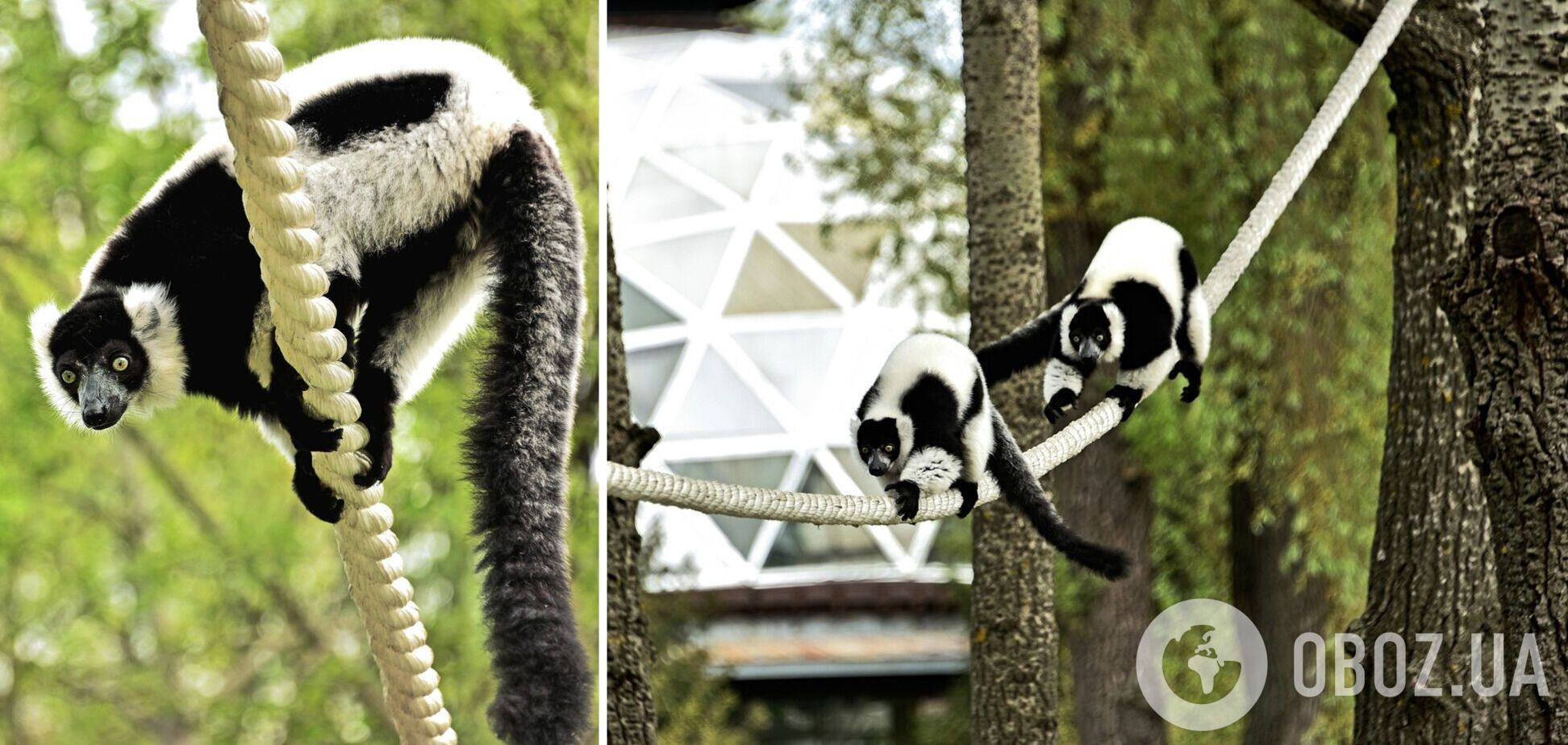 Для лемуров обустроили два зеленых острова.