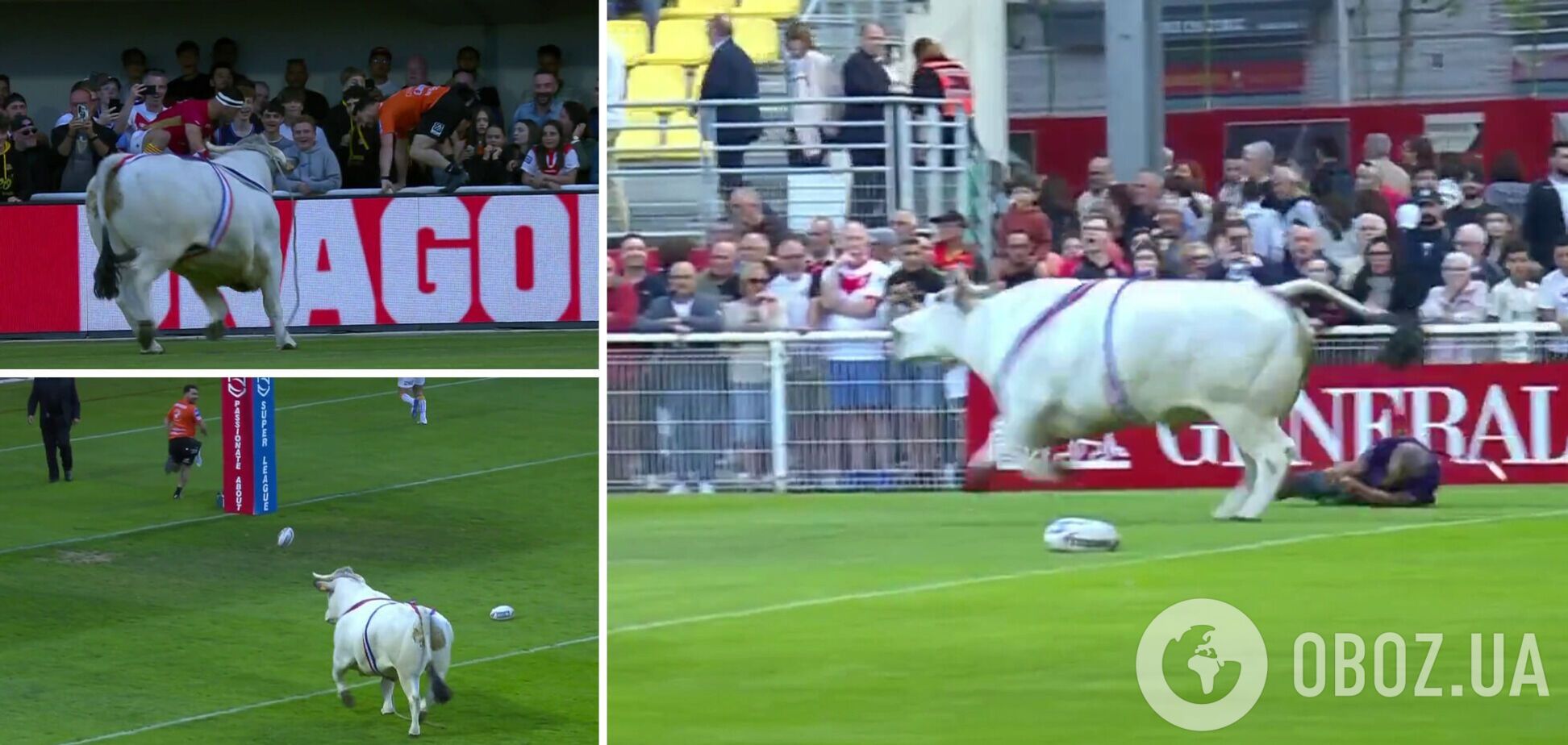 У Франції бик, що зірвався, вибіг на стадіон і розігнав гравців. Відео