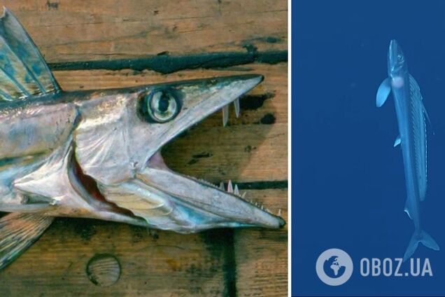 Дивна риба-канібал із морських глибин скоїла самогубство на узбережжі США: вчені спантеличені