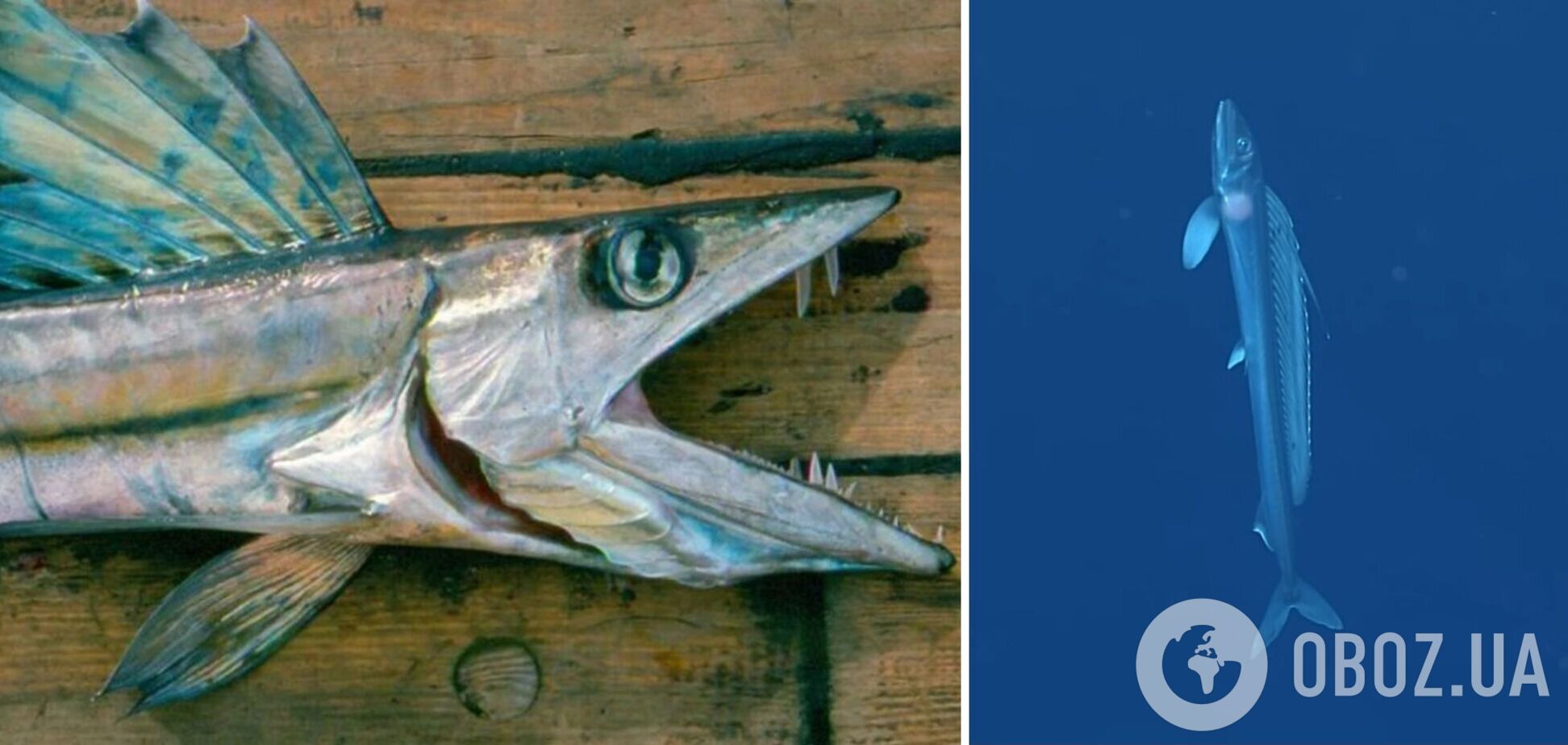 Дивна риба-канібал із морських глибин скоїла самогубство на узбережжі США: вчені спантеличені