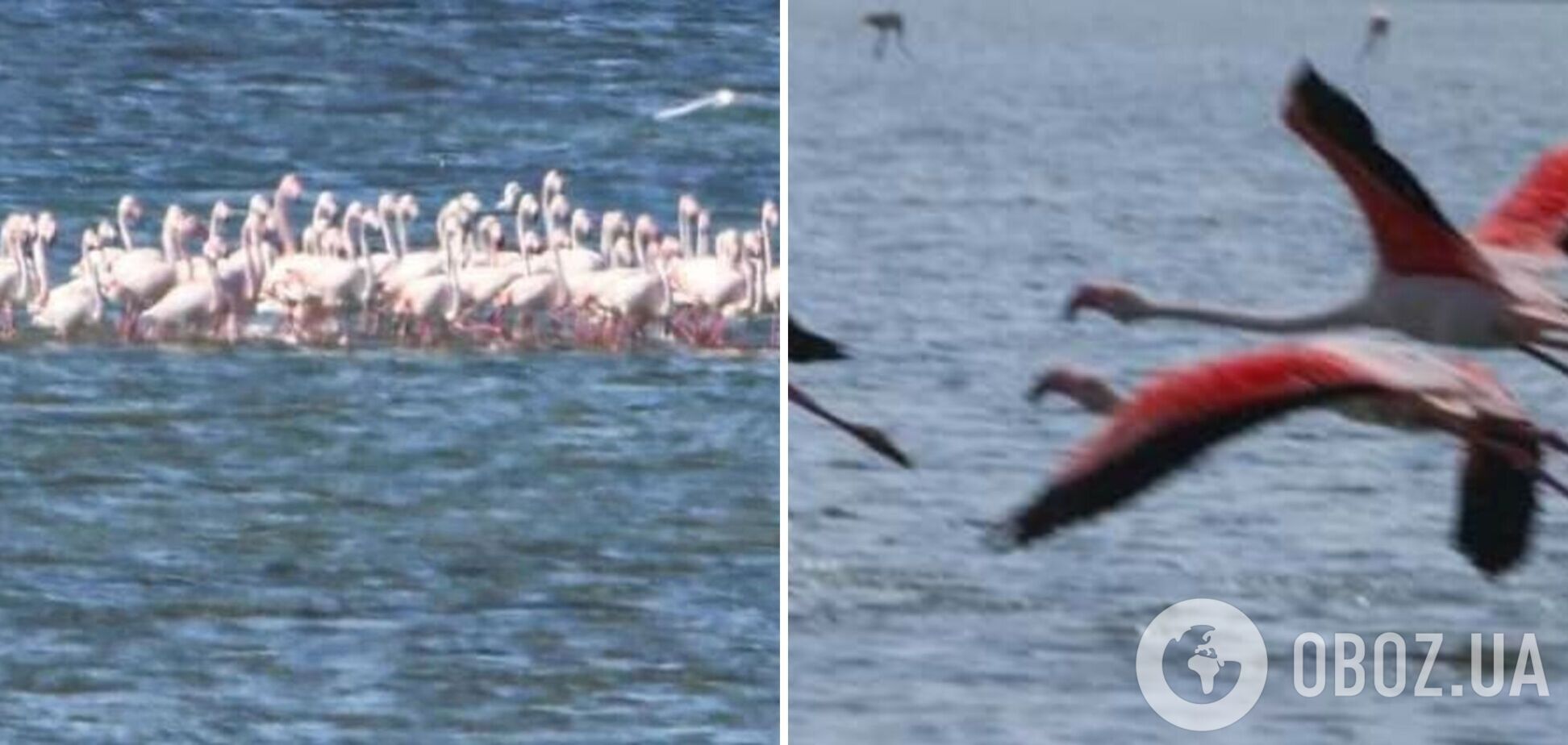 На Одещину прилетіли фламінго: вражаючі фото з заповідника