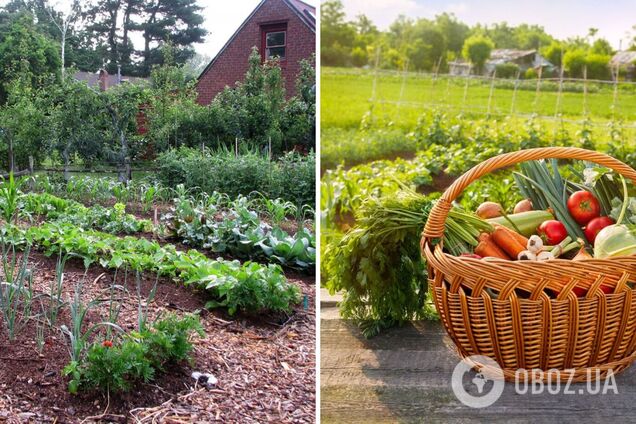 Справжня знахідка для дачників: як приготувати універсальне добриво для овочів
