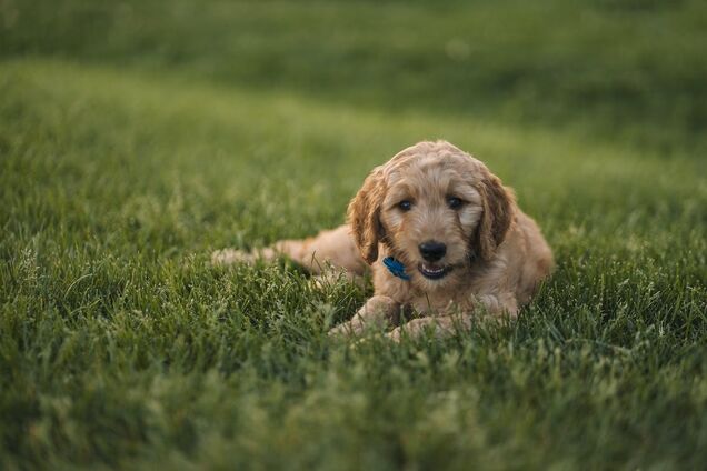 Почему собаки на самом деле едят траву и стоит ли беспокоиться из-за этого