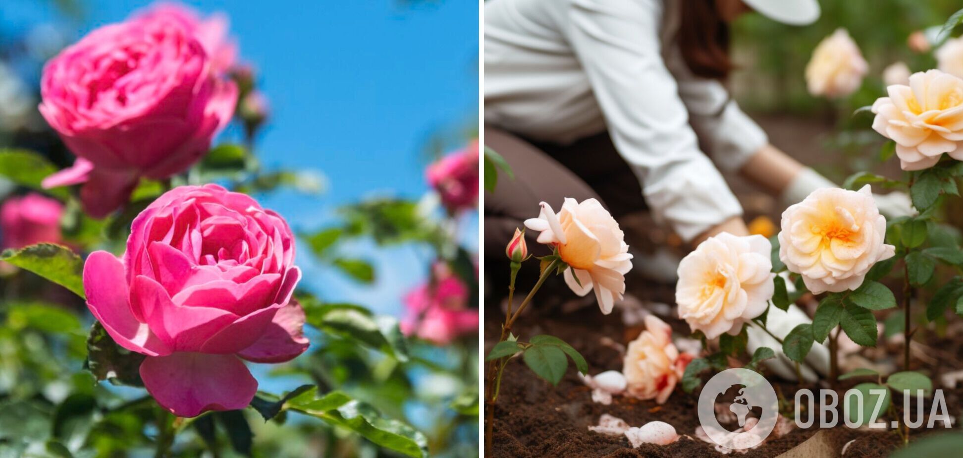 Чем полить розы, чтобы пышно цвели и лучше пахли: простое удобрение
