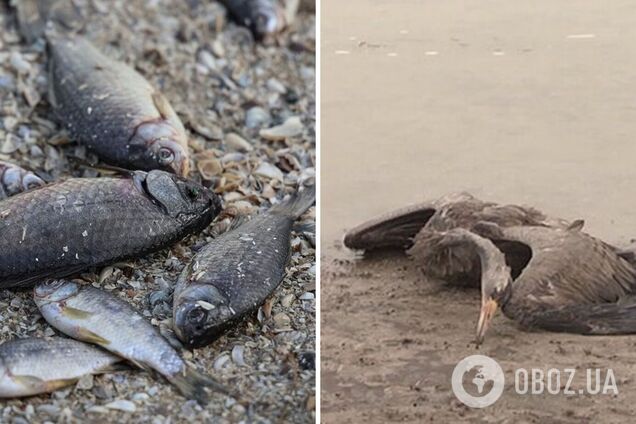 Не употребляйте рыбу неизвестного происхождения и не трогайте погибших животных – жителей пострадавших от затопления регионов предупредили об опасности