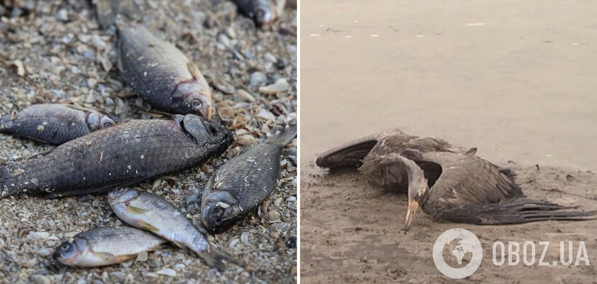 Не употребляйте рыбу неизвестного происхождения и не трогайте погибших животных – жителей пострадавших от затопления регионов предупредили об опасности