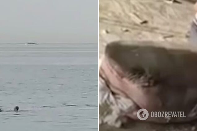 В Єгипті вирішили муміфікувати та виставити в музеї акулу, яка з'їла російського туриста 