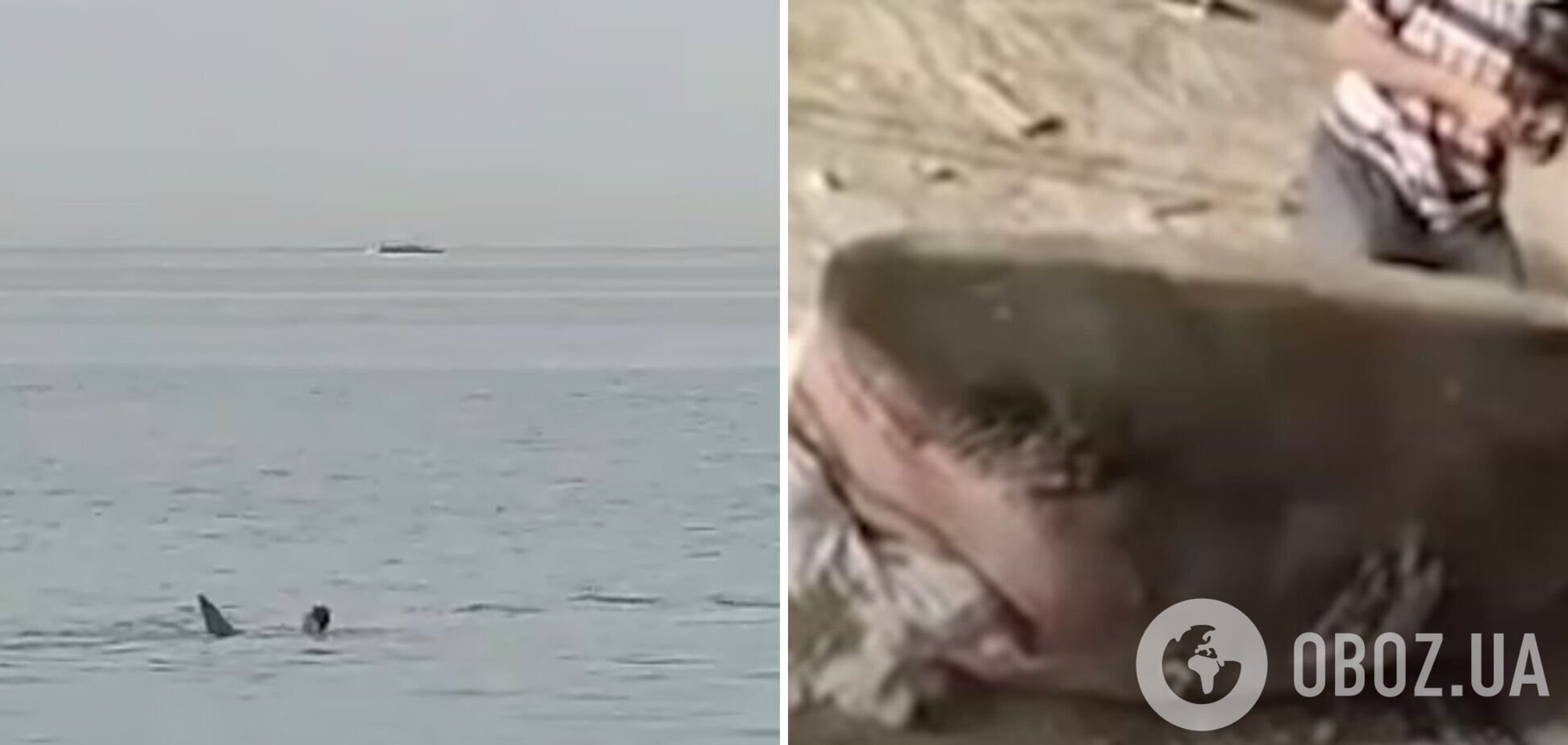 В Єгипті вирішили муміфікувати та виставити в музеї акулу, яка з'їла російського туриста 