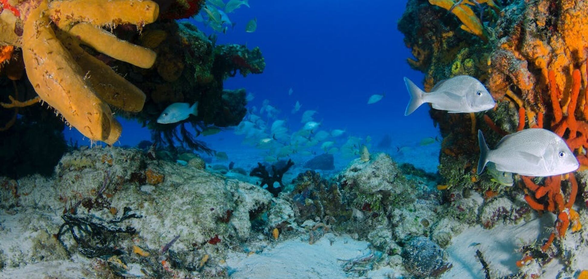 Вчені виявили надзвичайно рідкісну коричневу медузу, яку раніше бачили лише раз. Фото і відео