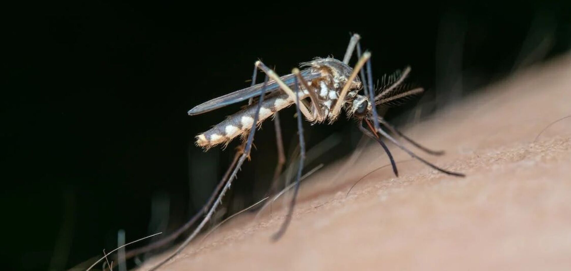Як надовго позбутися комарів на дачі: корисні лайфхаки