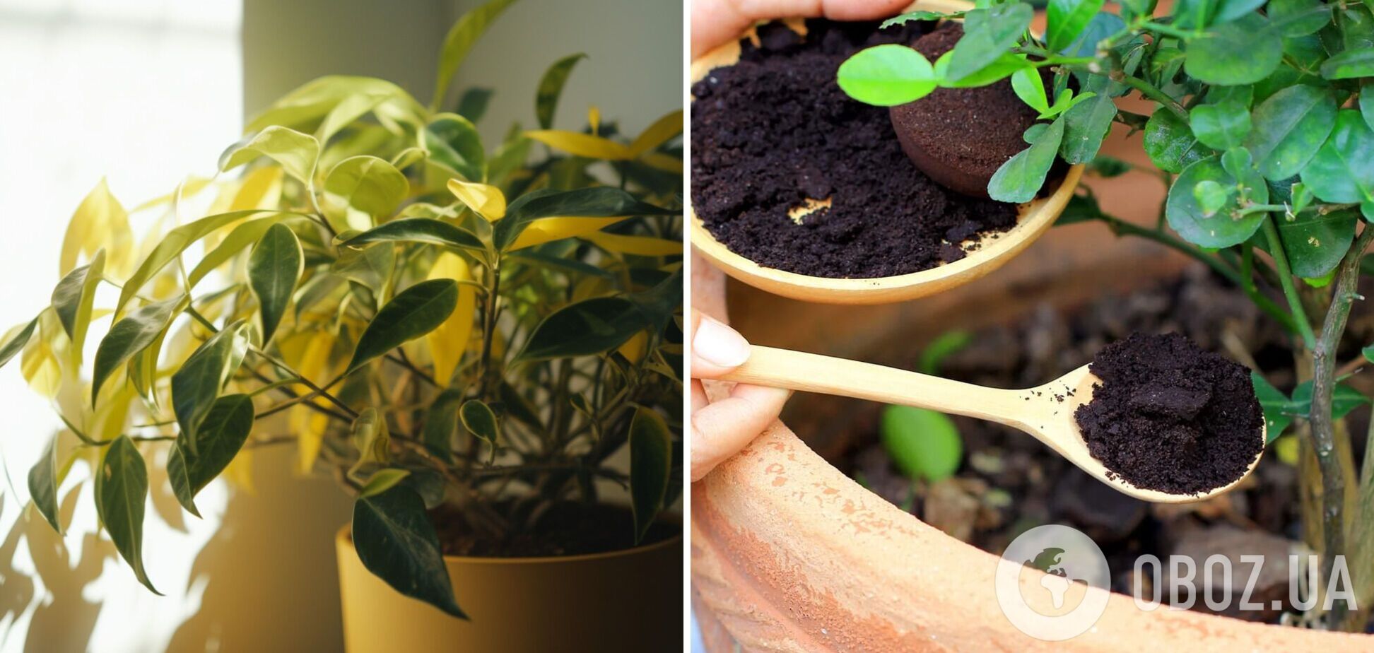 Как спасти комнатные цветы от пожелтения: поможет продукт, который есть на каждой кухне