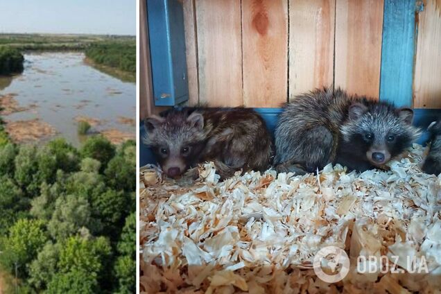 Украинские военные спасли щенков енотовидной собаки: дрейфовали в море после подрыва Каховской ГЭС. Фото