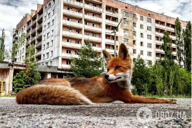 Рыжая лиса хорошо себя чувствует на территории Зоны