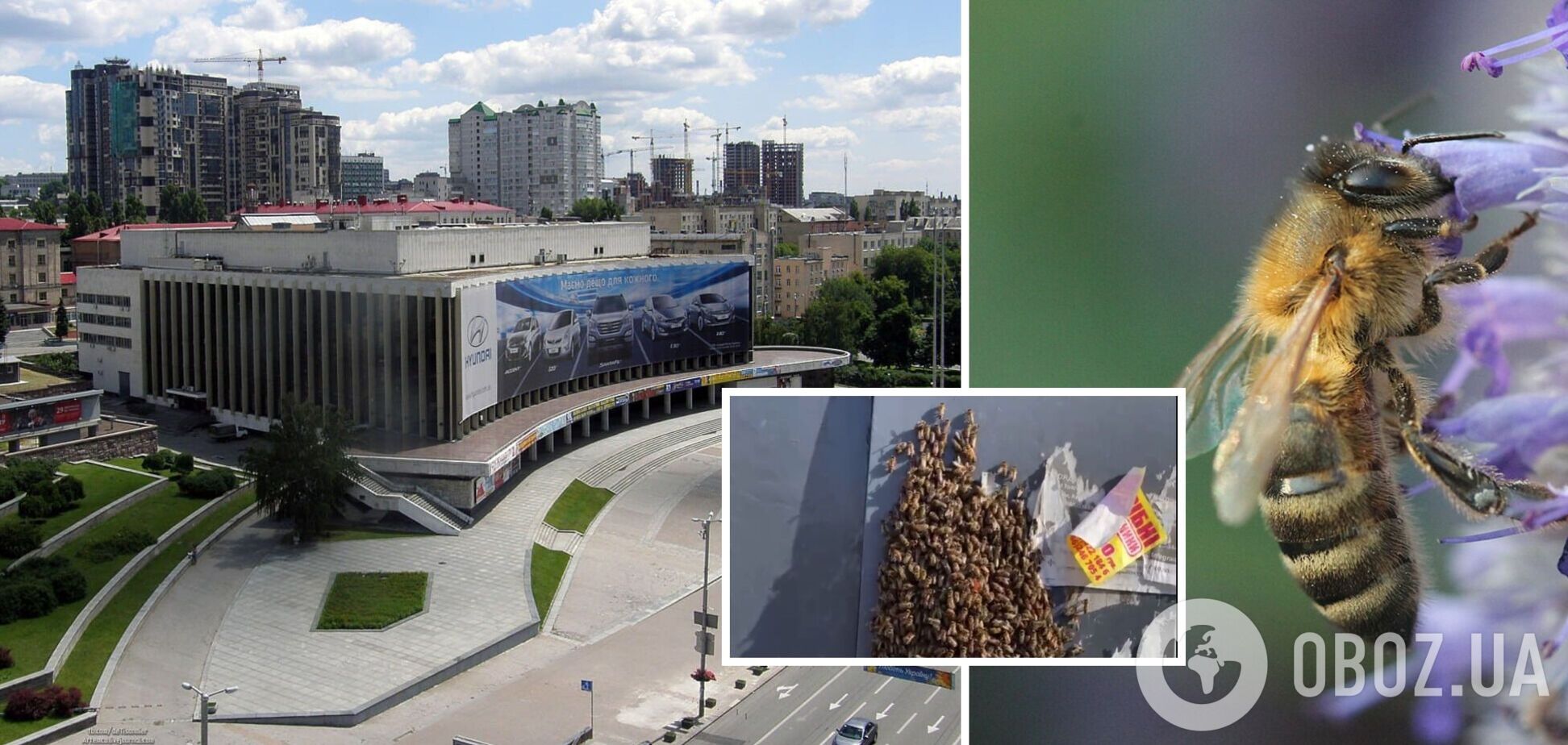 Рій бджіл прилетів до палацу 'Україна'