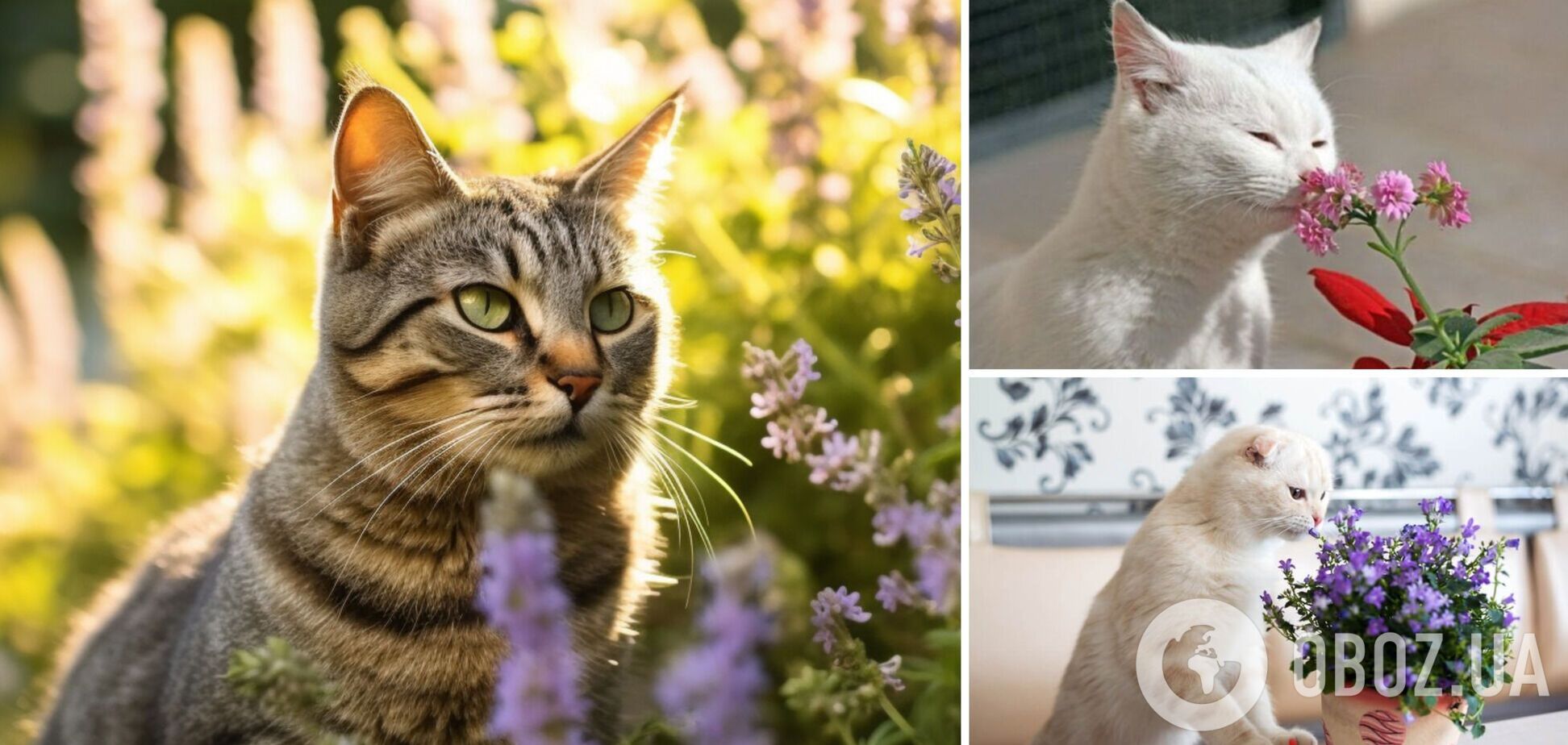 Какие запахи любят кошки – ароматы, успокаивающие и отпугивающие животных