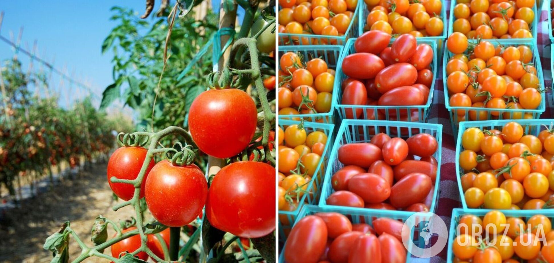 Добриво для помідорів: елітний спосіб підживити кущі, який коштує копійки