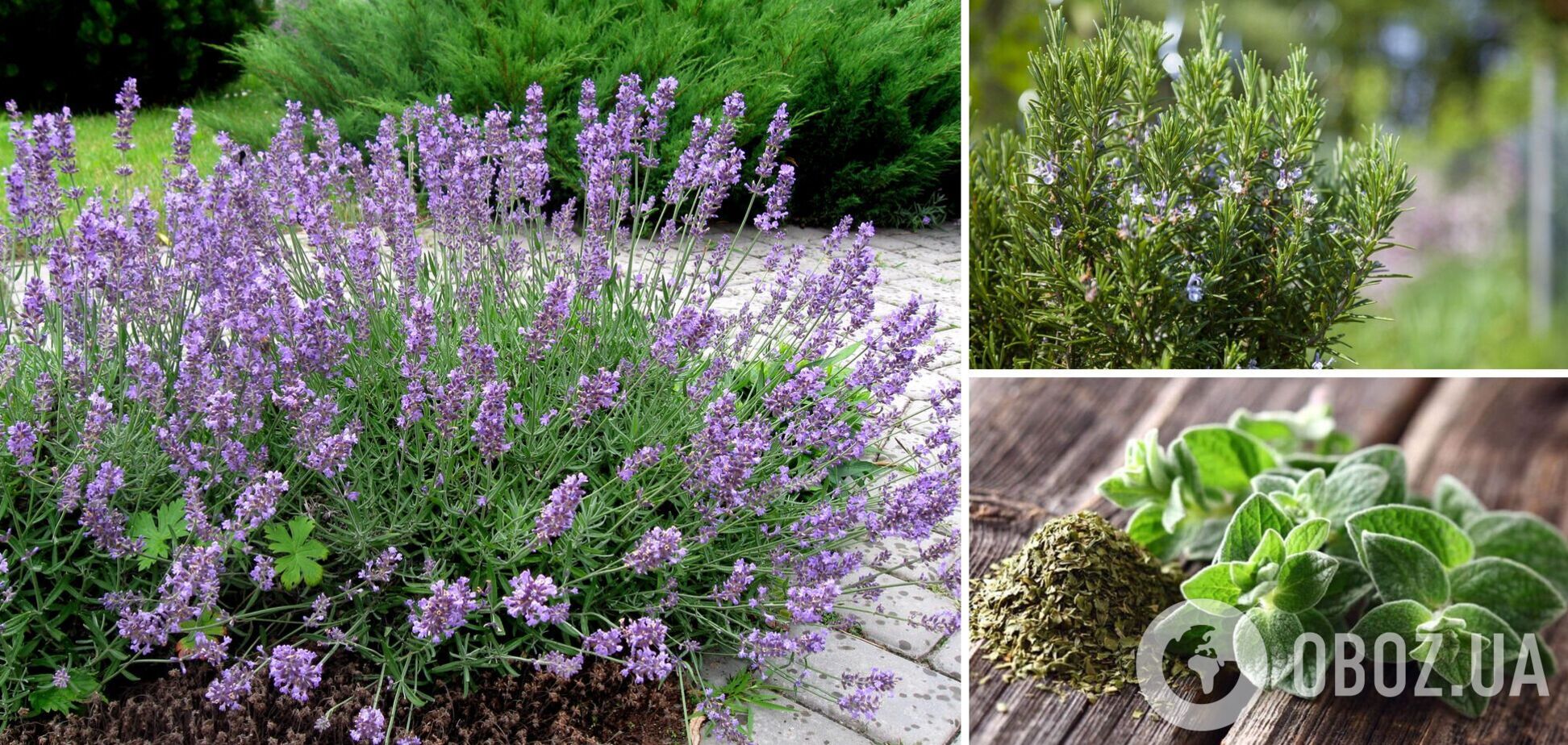 Трави, які найкраще переносять спеку: прикрасять сад і пригодяться на кухні