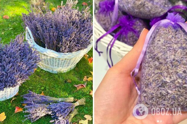 Український Прованс – куди поїхати цим літом? Лавандові секрети