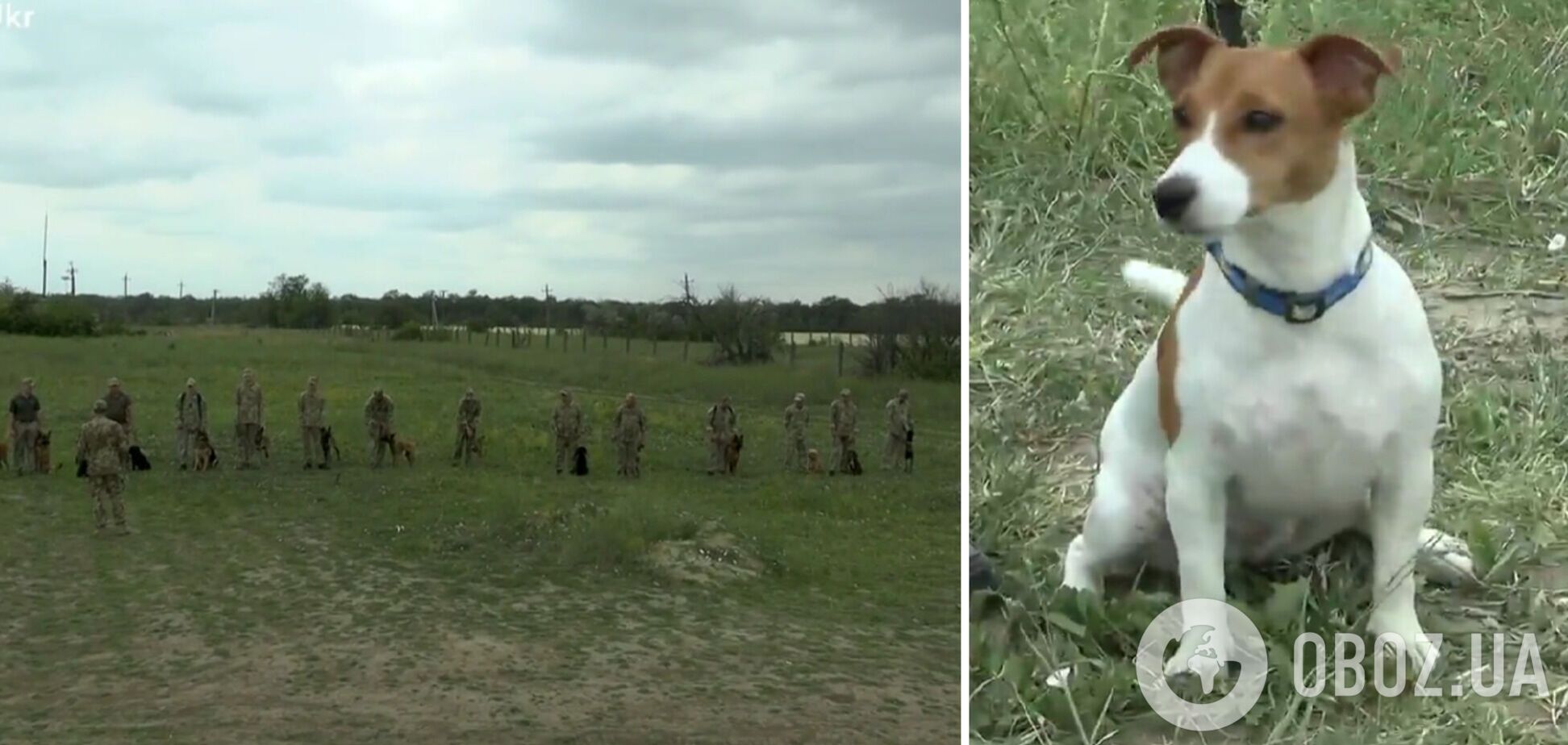 Звездная неделя четвероногих: пограничники показали уровень натренированности служебных собак. Видео