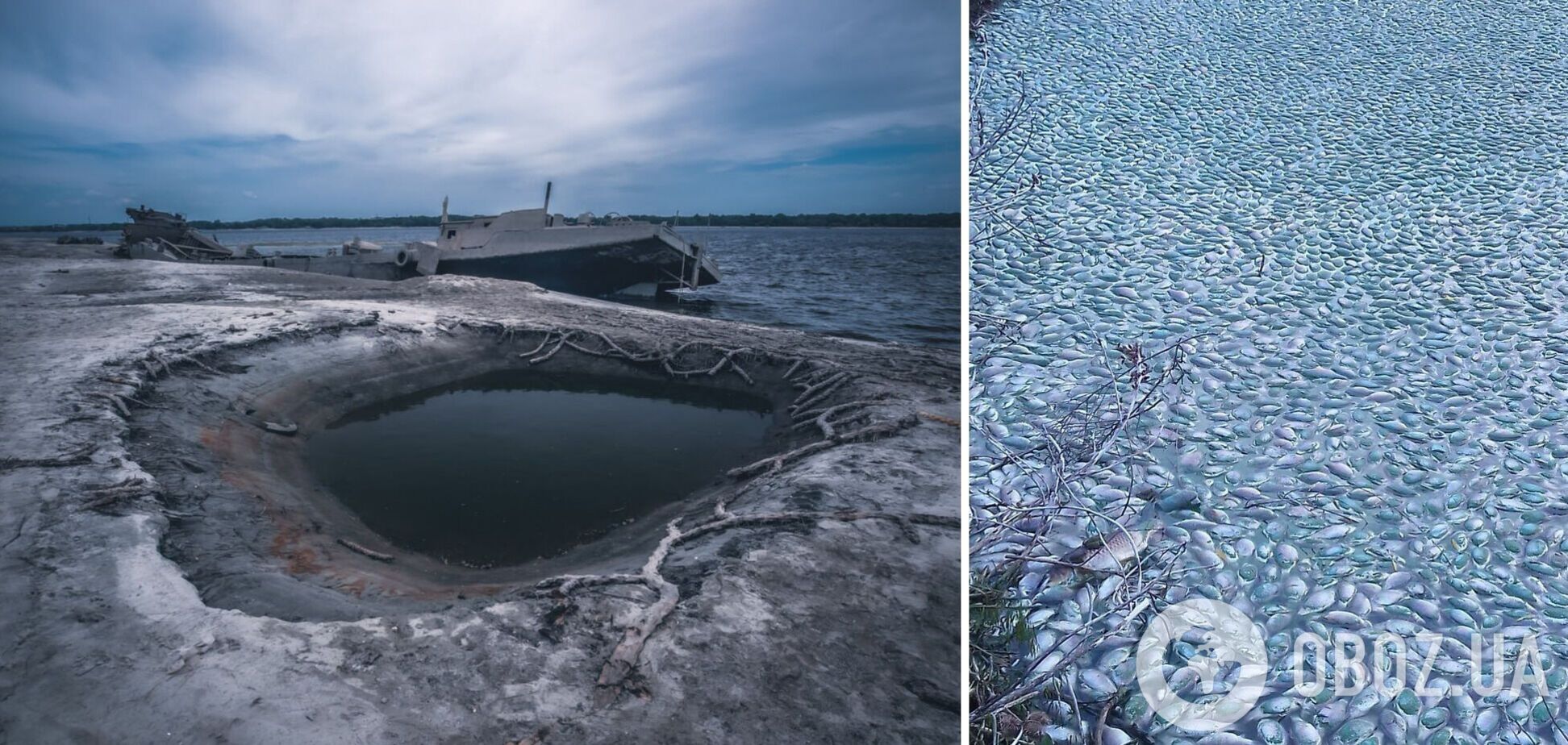 Так выглядит экоцид: в Херсонской области из-за подрыва Каховской ГЭС массовый мор рыбы. Фото