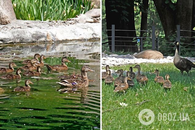 Гусак казарки допомагає качці виховувати пташенят