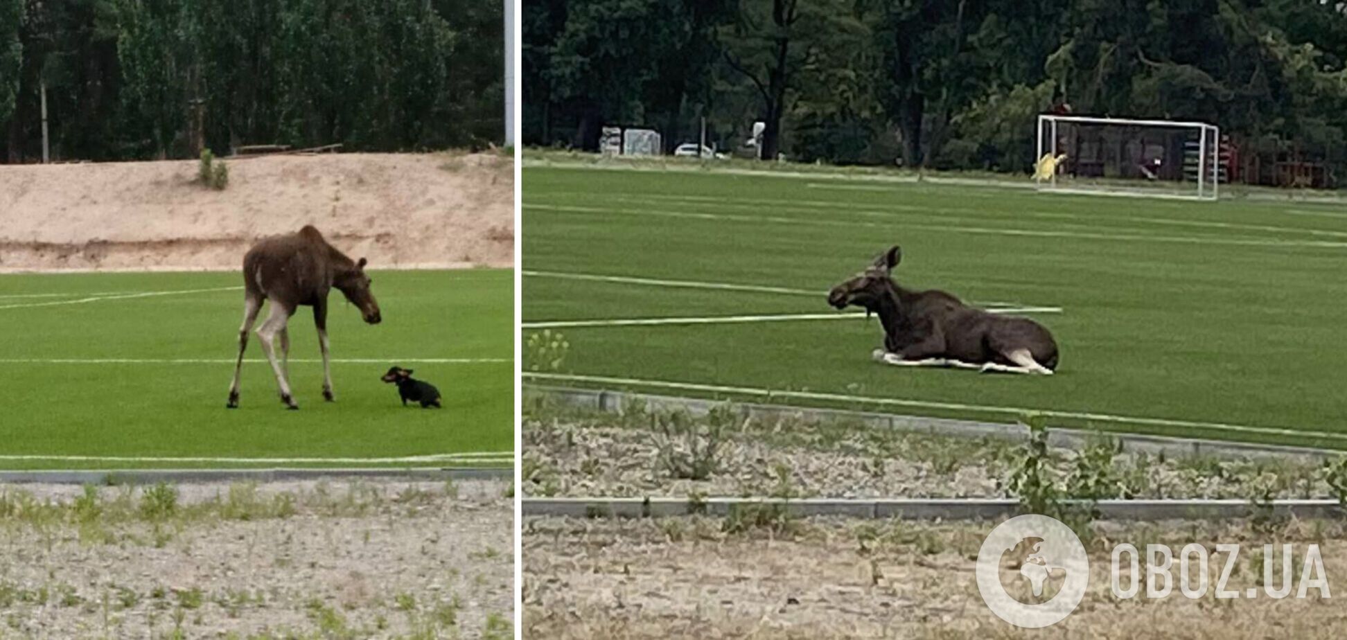 Лось мог получить смертельные травмы в результате ДТП