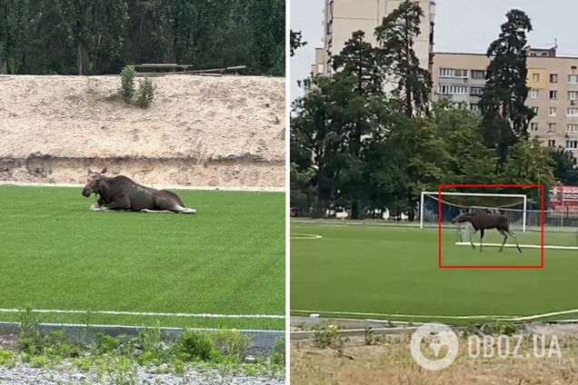 Сначала животное заметили рядом с многоэтажками возле парка