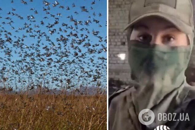 Пропаганда РФ придумала новый фейк об украинской 'боевой саранче', которая нападает на 'ЛНР'